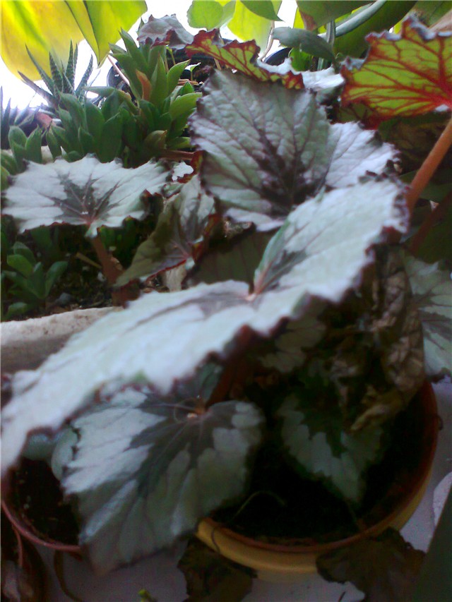 begonia rex